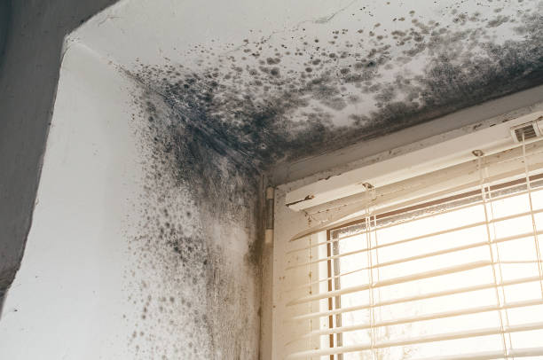 Affordable Mold Remediation solutions in Broadway, NC